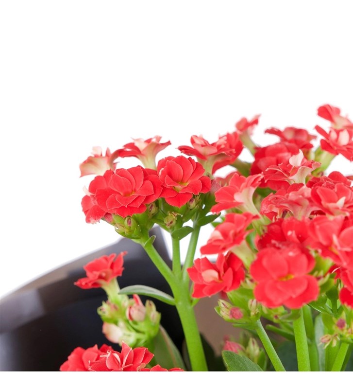 Kırmızı Kalanchoe Çiçeği