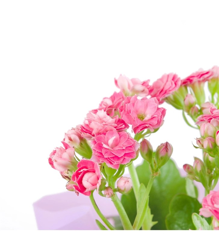 Pembe Kalanchoe Çiçeği