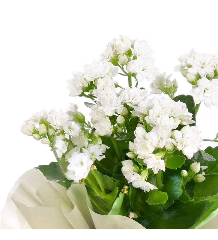 Beyaz Kalanchoe Çiçeği