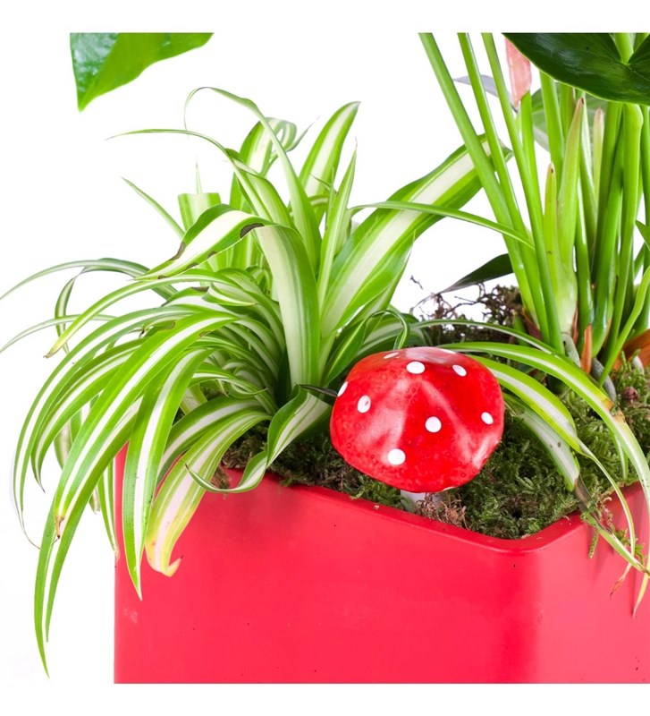 Kırmızı Antoryum Aranjmanı Red Festival