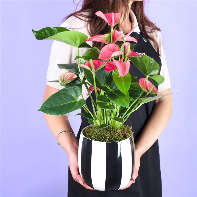 Seramik Saksıda Pembe Antoryum Aranjmanı Sweet Dream